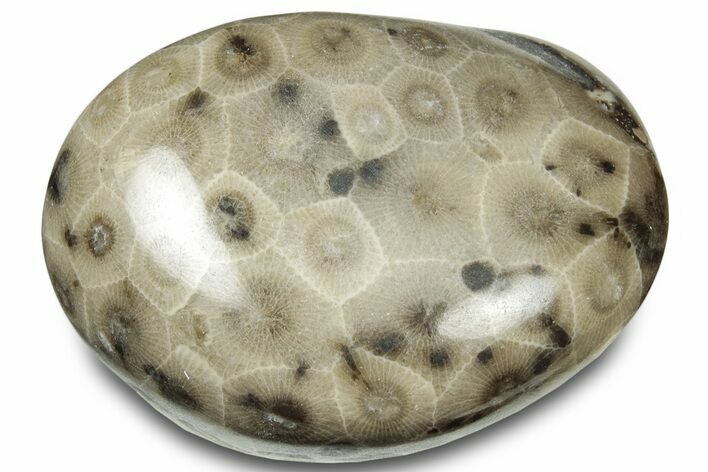 Polished Petoskey Stone (Fossil Coral) - Michigan #322971